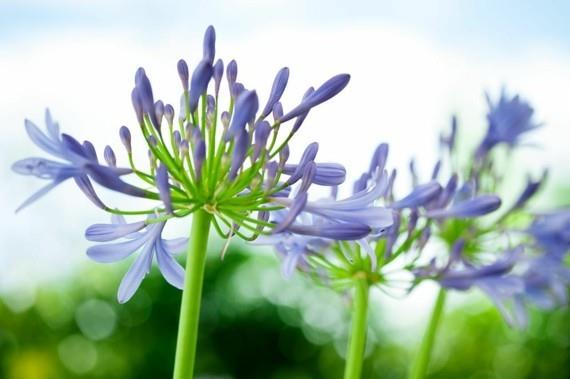 αφρικανικό κρίνο διακοσμητικό κρίνο agapanthus africanus agapantus