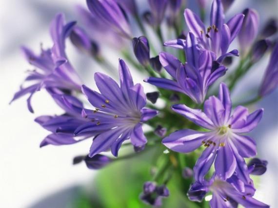 αφρικανικό κρίνο διακοσμητικό κρίνο agapanthus africanus λουλούδι
