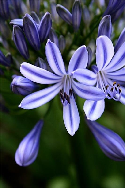 αφρικανικό κρίνο διακοσμητικό κρίνο agapanthus africanus βασιλικό δοχείο εμπορευματοκιβωτίων