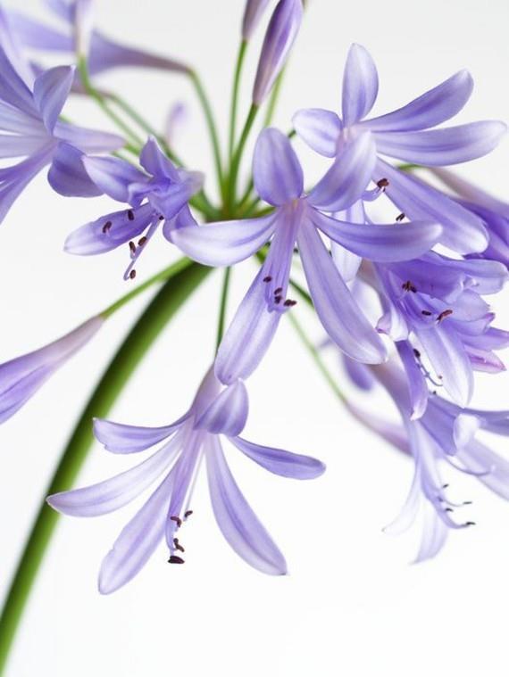 αφρικανικό κρίνο διακοσμητικό κρίνο agapanthus africanus κάρτα
