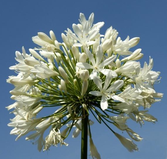 αφρικανικό κρίνο διακοσμητικό κρίνο agapanthus africanus αγάπη λουλούδι λευκό