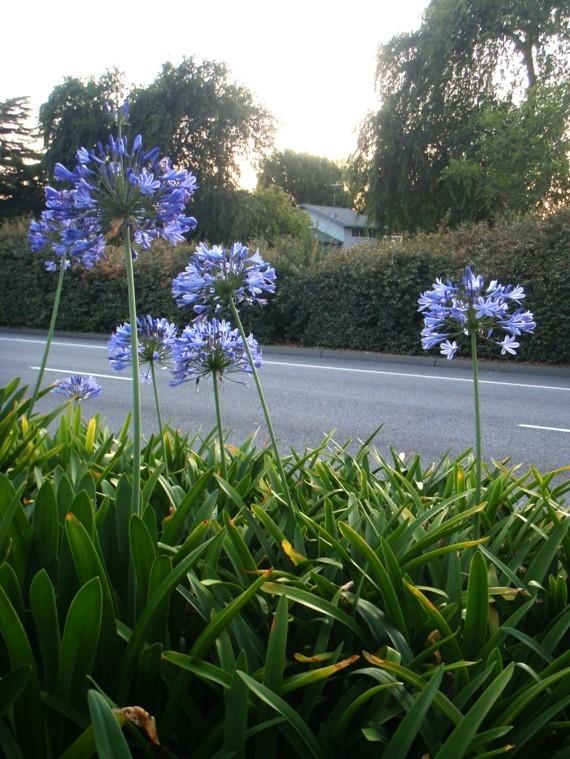 αφρικανικό κρίνο διακοσμητικό κρίνο agapanthus africanus