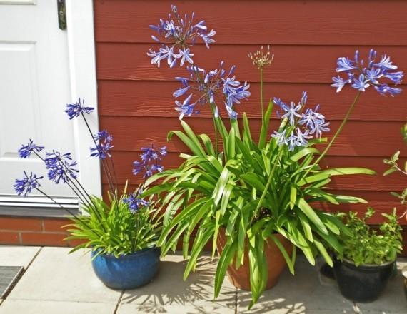 αφρικανικό κρίνο διακοσμητικό κρίνο agapanthus οικογένεια αφρικανικών κρίνων οικογενειακό φυτό βασιλικό δοχείο