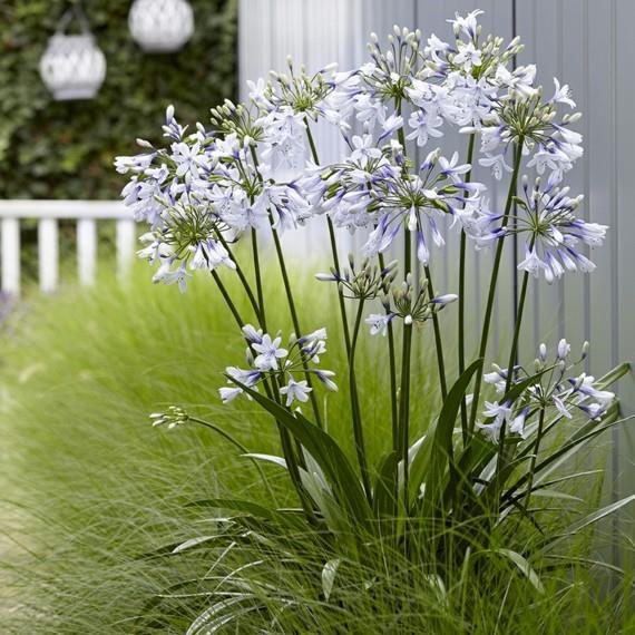 αφρικανικό κρίνο διακοσμητικό κρίνο agapanthus οικογένεια αφρικανικών κρίνων