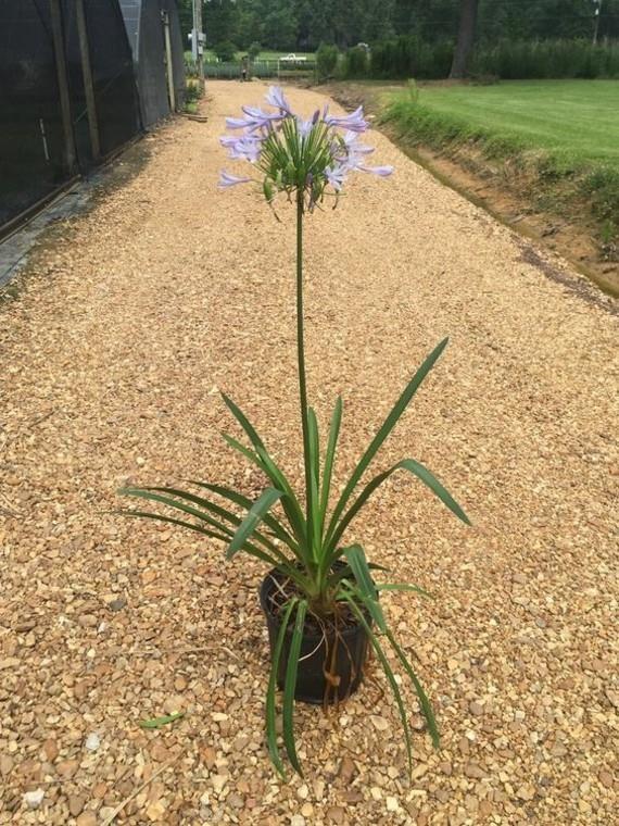 αφρικανικό κρίνο διακοσμητικό κρίνο agapanthus βασιλικό φυτό δοχείο