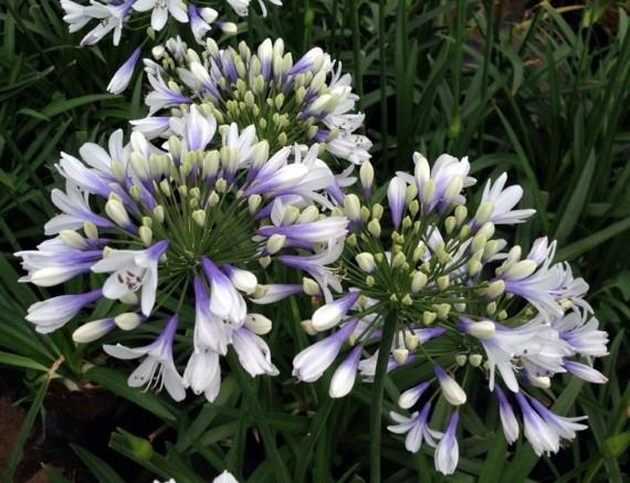 αφρικανικό κρίνο διακοσμητικό κρίνο agapanthus αγάπη λουλούδι λευκό μοβ