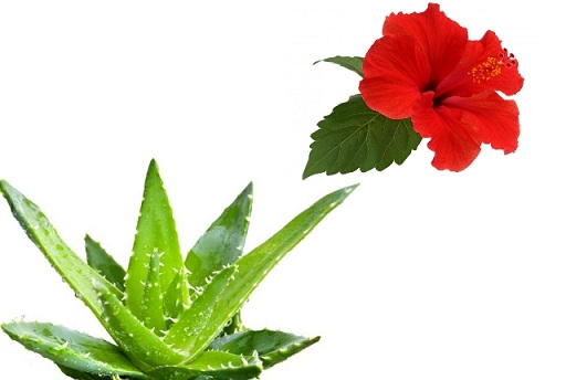 Saç İçin Hibiskus ve Aloe Vera Jeli