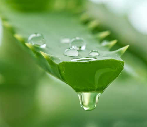 Kaip atsikratyti alopecijos Aloe Vera