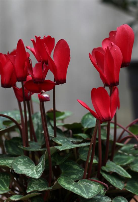 κυκλάμινο κόκκινα λουλούδια που σημαίνει φυτό