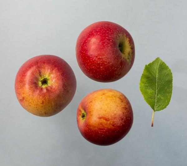 παλιές ποικιλίες μήλων αλκμενή