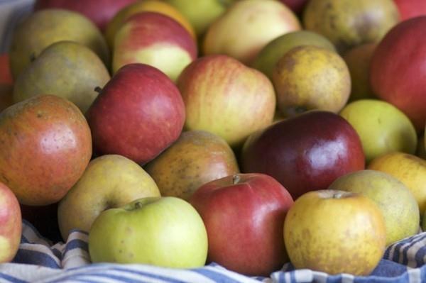 παλιές ποικιλίες μήλων βιολογικές και υγιεινές