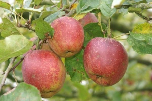 παλιές ποικιλίες μήλου boskop