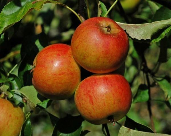 παλιές ποικιλίες μήλου cox orange