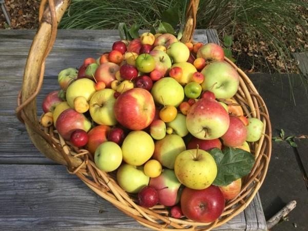 παλιές ποικιλίες μήλου κατά της αλλεργίας στα μήλα