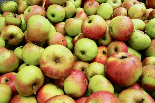 παλιές ποικιλίες μήλων υγιεινές και για τους αλλεργικούς