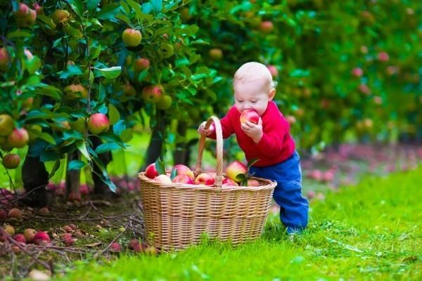 παλιές ποικιλίες μήλων υγιεινές και κατά των αλλεργιών