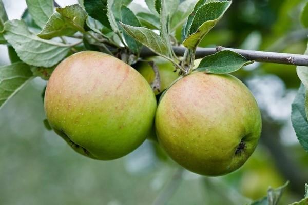 παλιές ποικιλίες μήλων υγιεινό goldparmäne