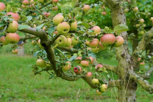 παλιές ποικιλίες μήλων στη Γερμανία