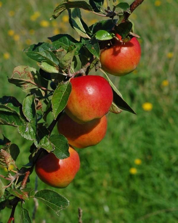 παλιές ποικιλίες μήλων υπέροχες