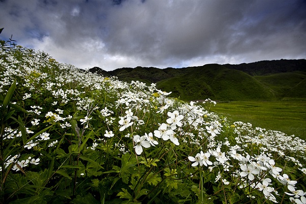 dzukou-flower-slėnis-parkai-in-Nagaland