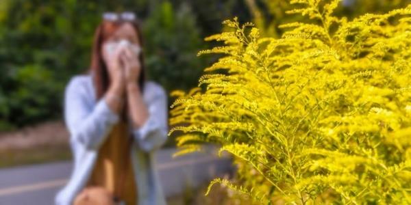Αμβροσία αλλεργία στη γύρη των φυτών
