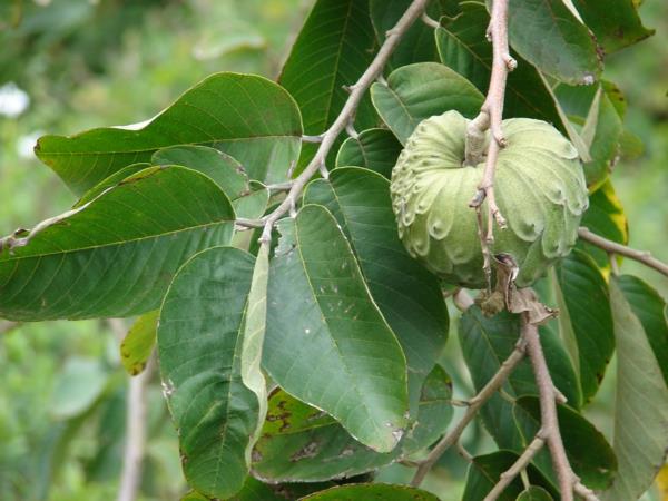 annona Cherimola εξωτικά δέντρα λίστα εξωτικών φρούτων