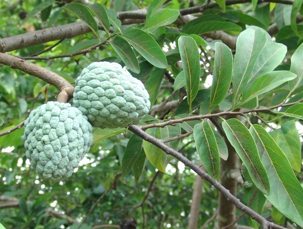 annona squamosa εξωτικά δέντρα εξωτικά φρούτα