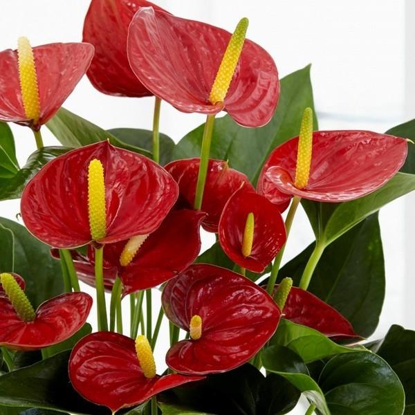 ανθούριο φλαμίνγκο λουλούδι κόκκινα βράκτια