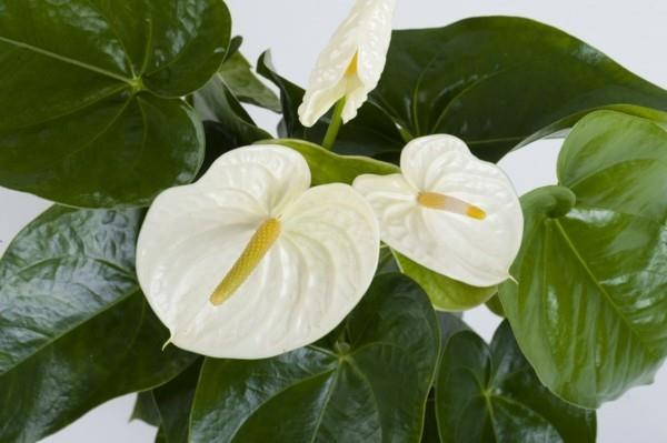 ανθούριο φλαμίνγκο λουλούδι λευκά βράκτια