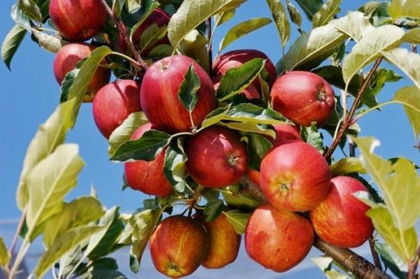 μηλιά κομμένα κόκκινα μήλα