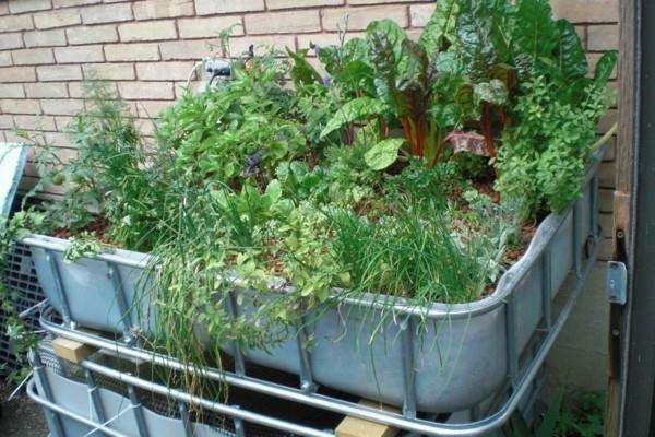 τάση στον κήπο aquaponics