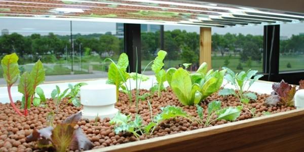 aquaponics βιώσιμη καλλιέργεια λαχανικών