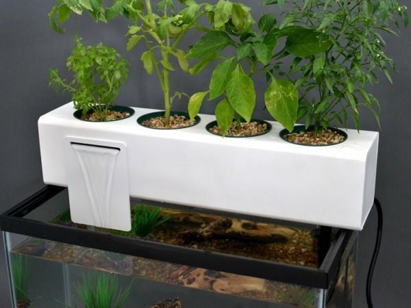 σύστημα ενυδρείου aquaponics