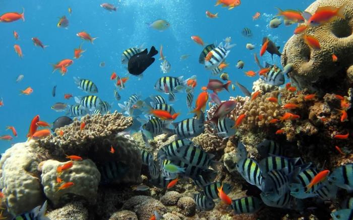 ενυδρείο σπίτι εξωτικά κοράλλια ψαριών
