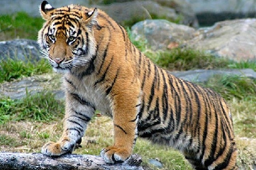 tigrų rūšys Sumatros tigrai: