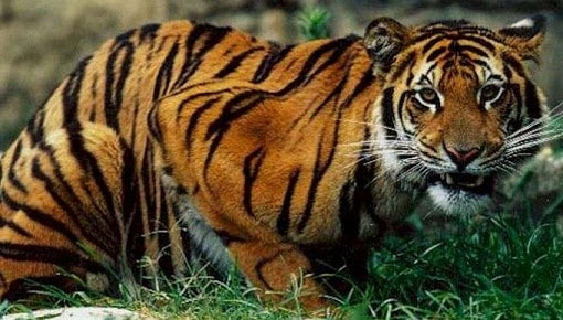 visų rūšių tigrai