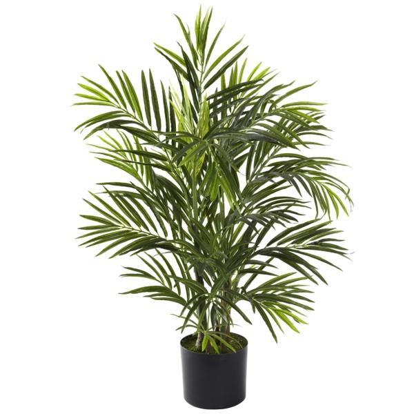 areka palm easy-care εσωτερικά φυτά είδη φοίνικα