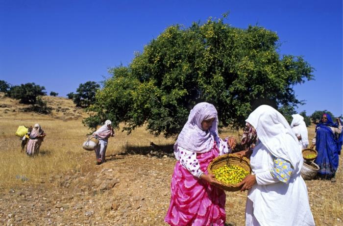 έλαιο argan πολύτιμο λάδι υγιές δέντρο argan argan φρούτα γυναίκες συνεταιριστική συγκομιδή argan αφρική