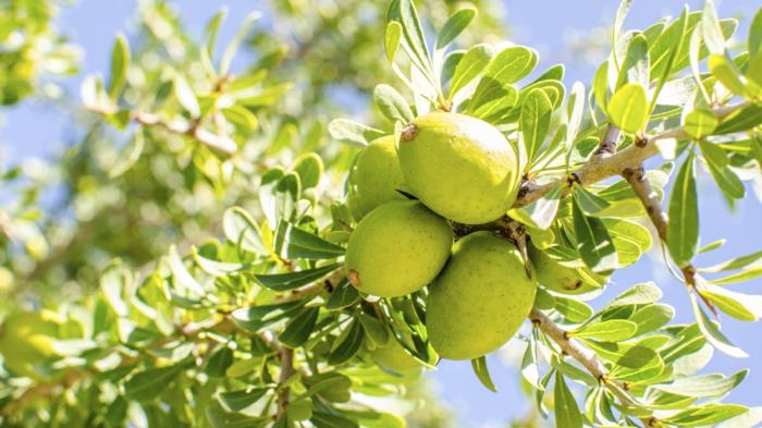 πολύτιμο έλαιο argan υγιή φλούδα φρούτων δέντρων argan
