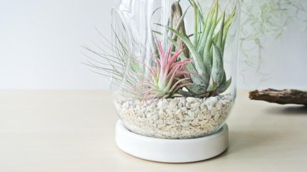 βάζο φυτό terrarium