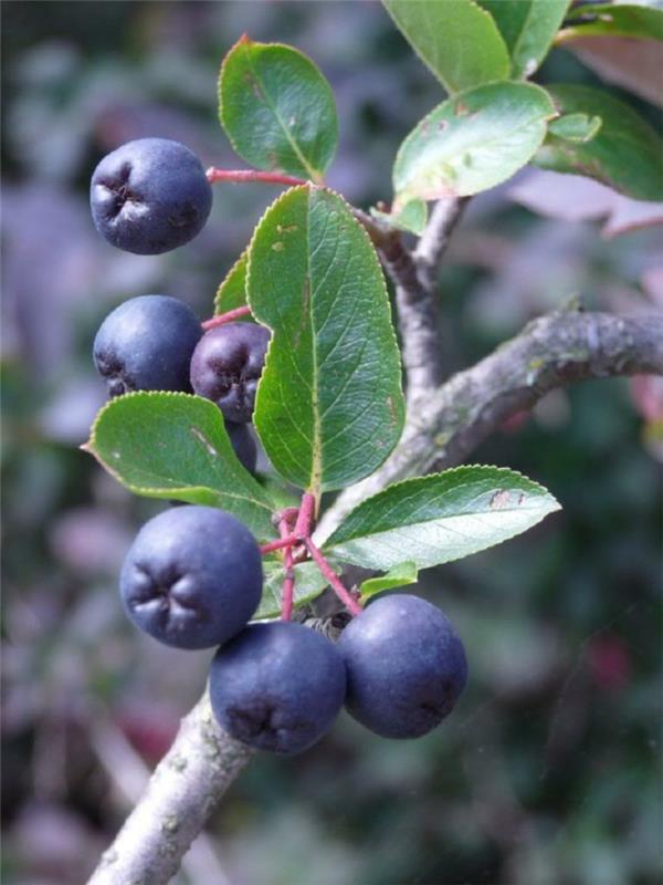 συνταγές αρώνια χυμός appleberry υγιεινό χυμό φρούτων θάμνος