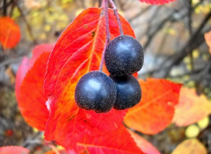 συνταγές αρώνια χυμός appleberry υγιής χυμός φρούτων μεταναστευτικό ξυλάκι πουλιών