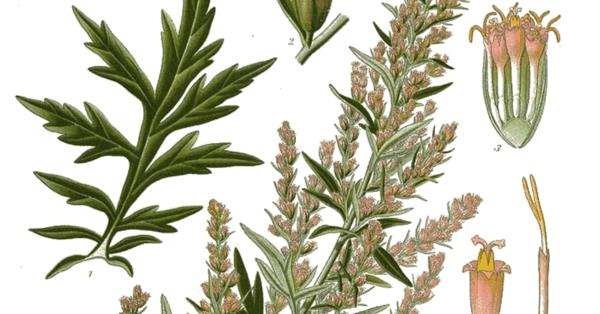 artemisia vulgaris mugwort