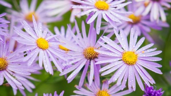 asters πόδι ιτιά όμορφες μέλισσες για τον κήπο