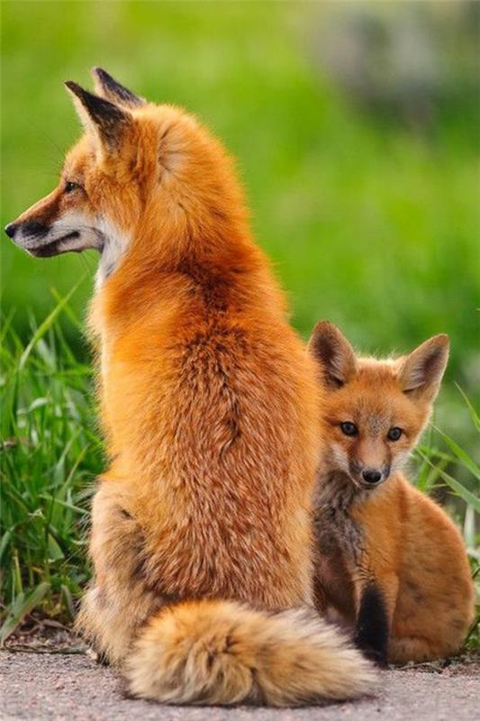 ασυνήθιστα κατοικίδια αλεπού ως κατοικίδια μωρό αλεπού και μητέρα