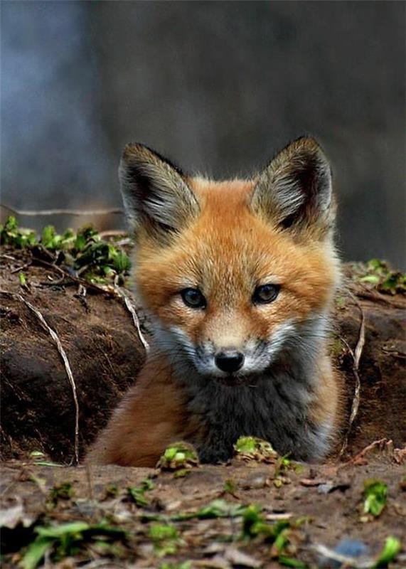 φανταχτερά κατοικίδια αλεπού ως κατοικίδια μωρά αλεπού