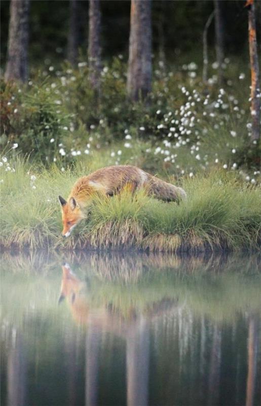 ασυνήθιστα κατοικίδια αλεπού ως αλεπού κατοικίδιων ζώων στη φύση