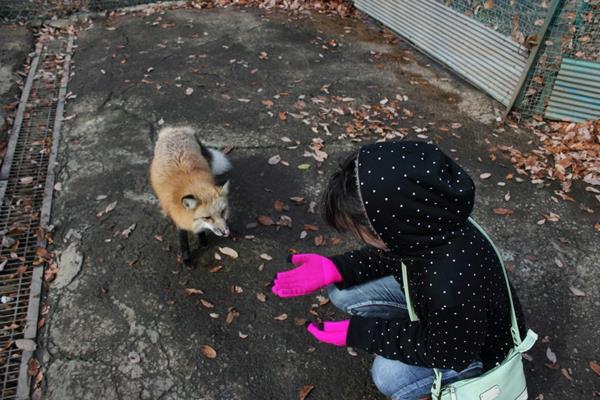 φανταχτερά κατοικίδια αλεπού ως κατοικίδια αλεπού χωριά Ιαπωνία
