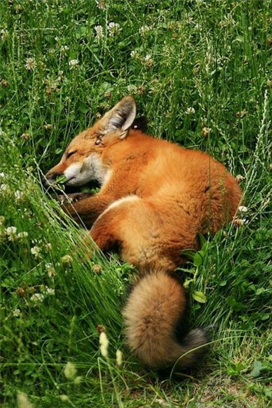 φανταχτερά κατοικίδια αλεπού ως κατοικίδιο που κοιμάται στον κήπο