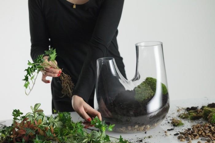 επιλογή φυτών φυτών terrarium
